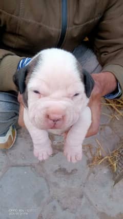 American pitbull four females