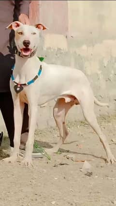 pure kuhati gultair male dubble body 6 month for sale