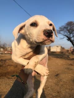 Bully Gultaria cross female dog for sale.