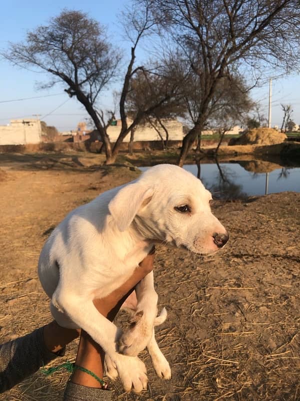 Bully Gultaria cross female dog for sale. 2