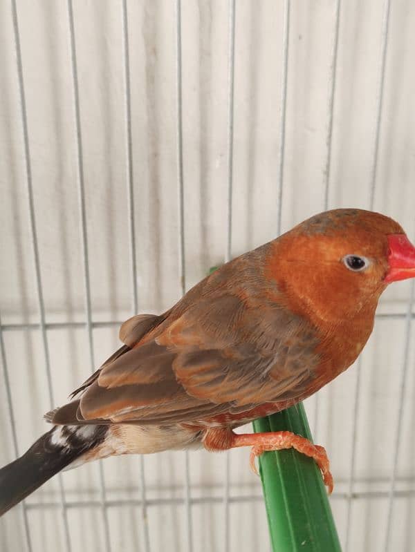 Orange zebra finch male red back 2