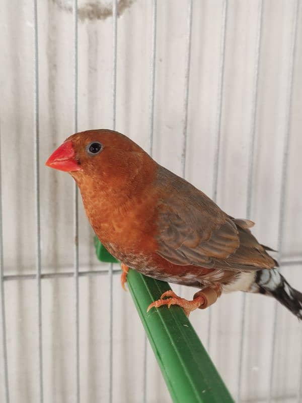 Orange zebra finch male red back 3