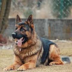 German shepherd