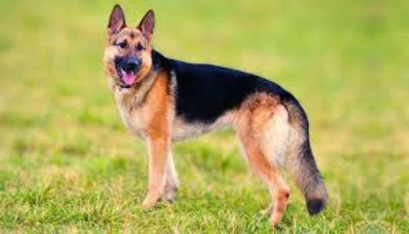 German shepherd 1