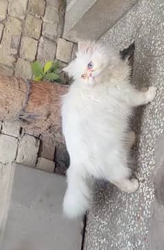 Persian Female Cat