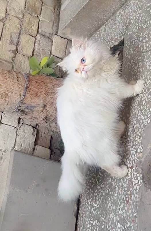 Persian Female Cat 0