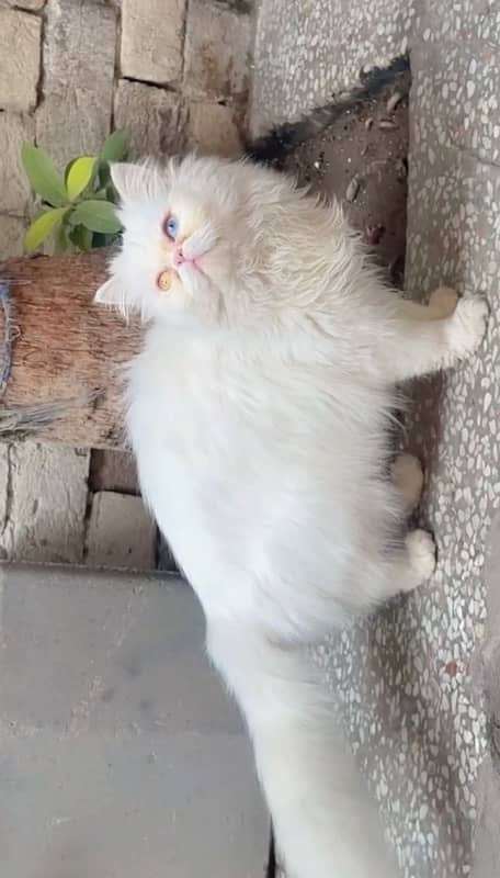 Persian Female Cat 3