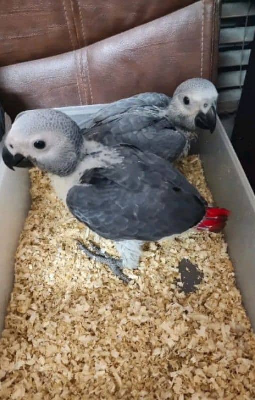 African grey parrot checks for sale WhatsApp number 03307595248 1