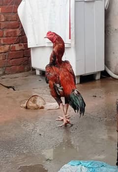 male cock