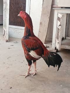 male cock