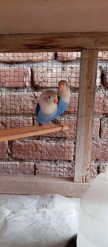 Blue opaline Pair 0