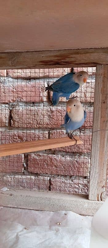 Blue opaline Pair 1