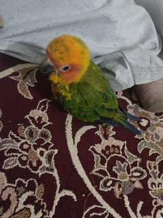 sun conure chick