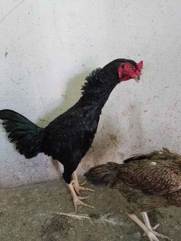 Afghani Shamo Caras pair or Shamo Thai Caras chicken 2th or 3 for sall 1