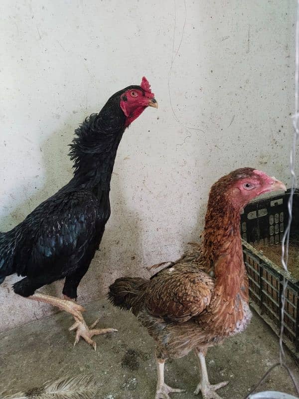 Afghani Shamo Caras pair or Shamo Thai Caras chicken 2th or 3 for sall 2