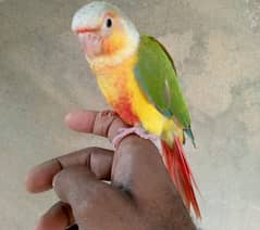 pineapple conure