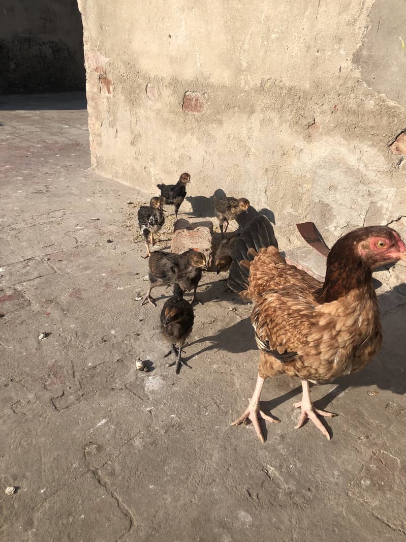 Miawali Aseel Murgi with 7 chiks hera boski murga+2hens+2 bentem hen 3