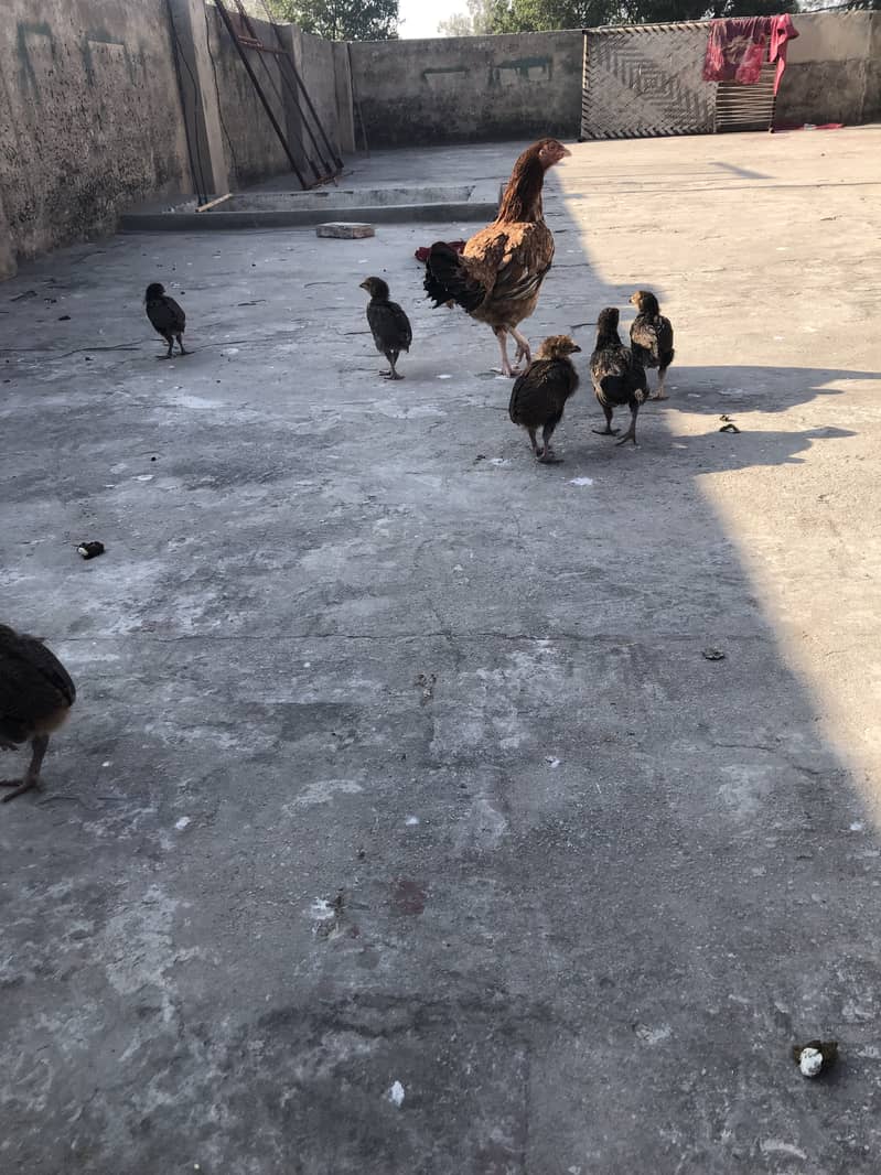 Miawali Aseel Murgi with 7 chiks hera boski murga+2hens+2 bentem hen 4