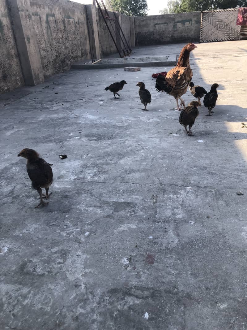 Miawali Aseel Murgi with 7 chiks hera boski murga+2hens+2 bentem hen 5