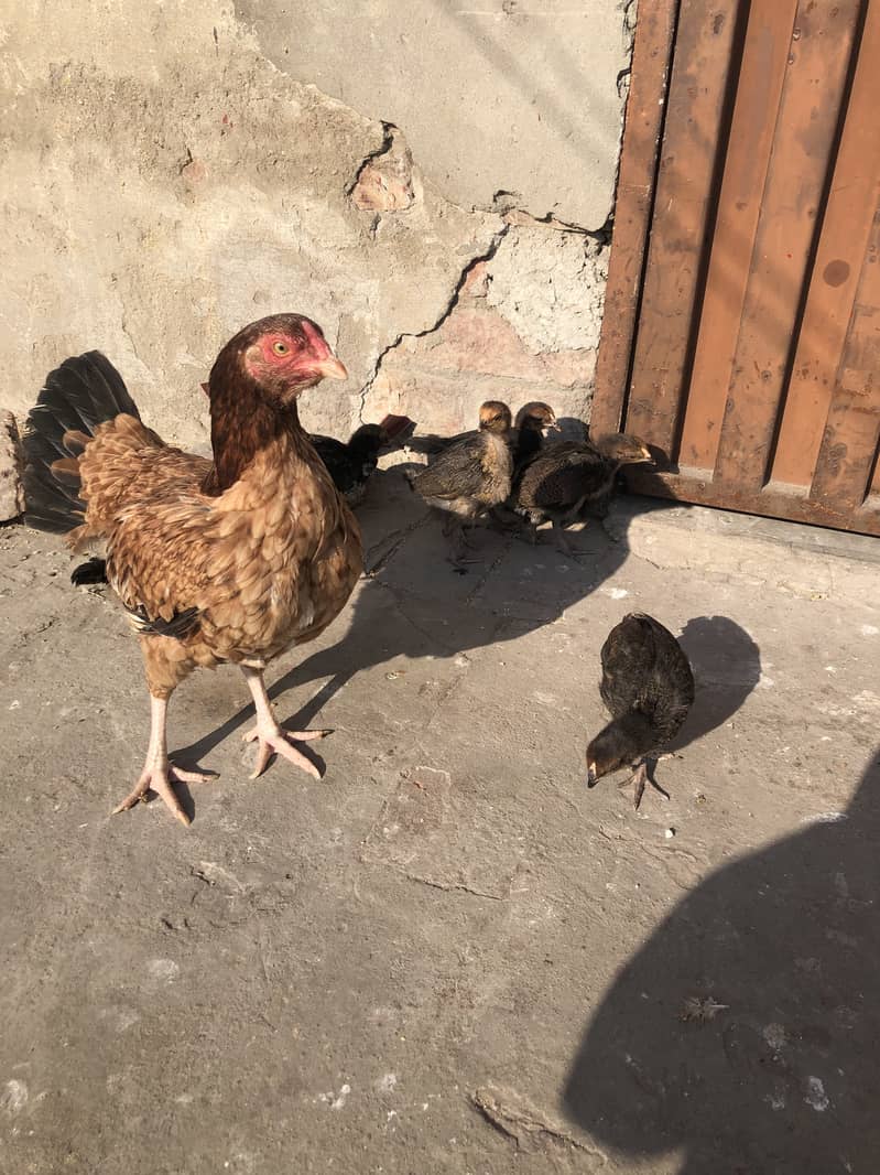 Miawali Aseel Murgi with 7 chiks hera boski murga+2hens+2 bentem hen 7