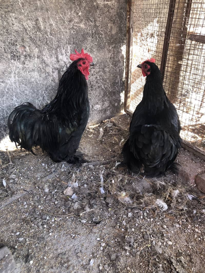 Miawali Aseel Murgi with 7 chiks hera boski murga+2hens+2 bentem hen 8