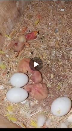 common Latino pair with 3 chicks