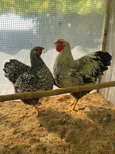 Shamo Pair Silver Wyandotte lakenvelder