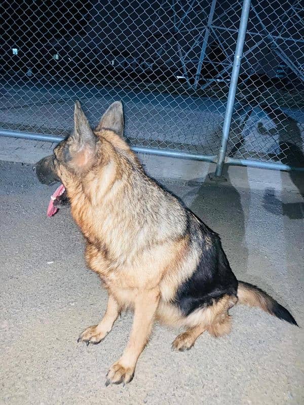 German shepherd female healthy breeder 4