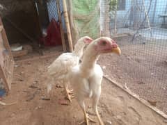 heera pair top quality homebreed