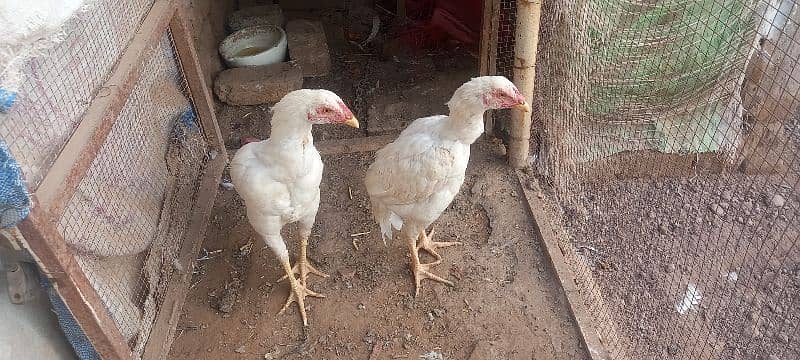 heera pair top quality homebreed 1