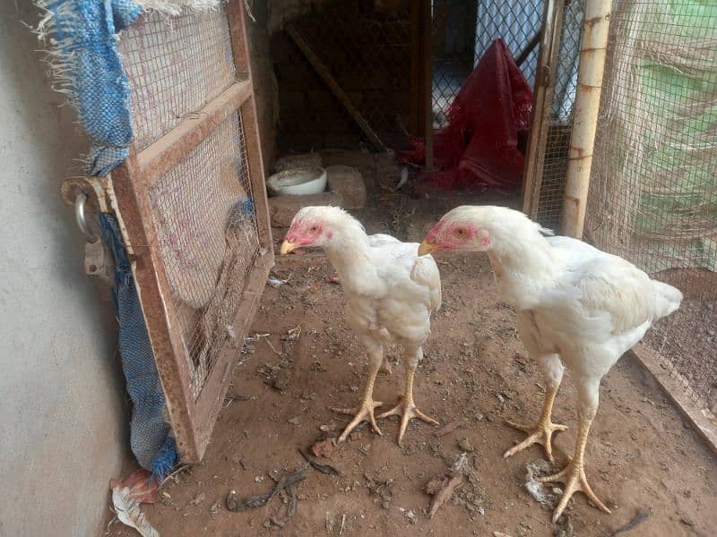 heera pair top quality homebreed 2