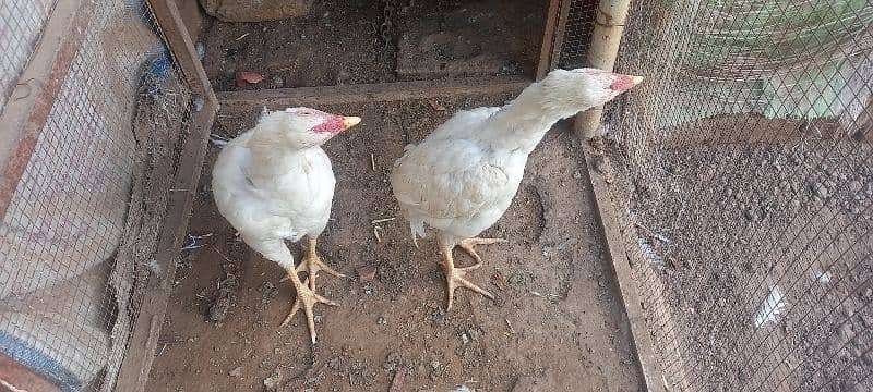 heera pair top quality homebreed 3