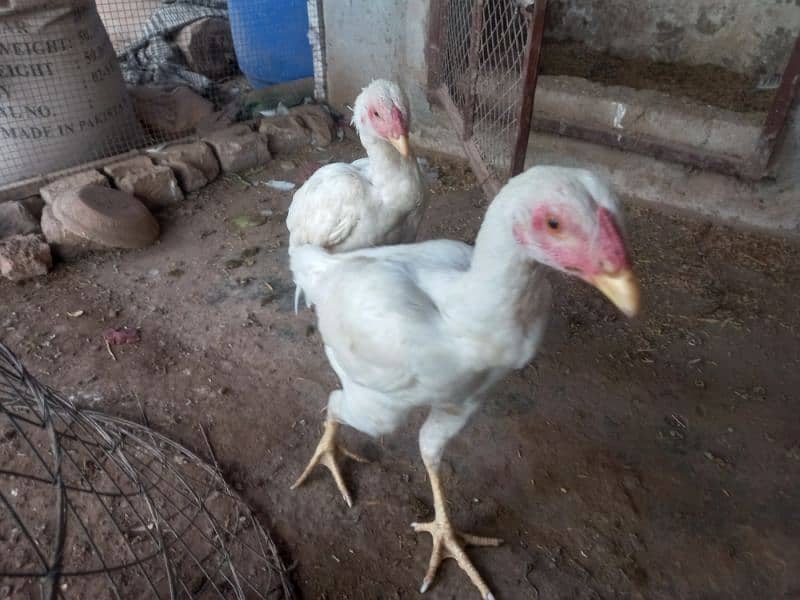 heera pair top quality homebreed 5