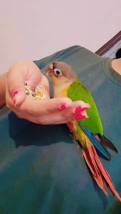 Green conure  Tame