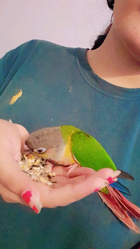 Green conure  Tame 1