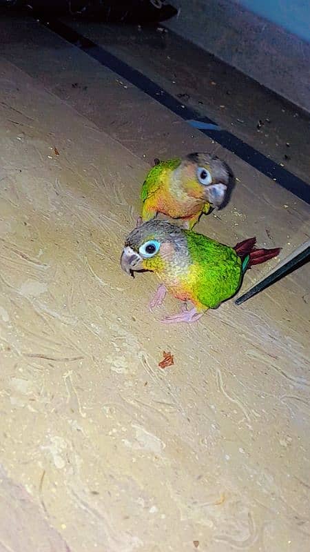 Green conure  Tame 2