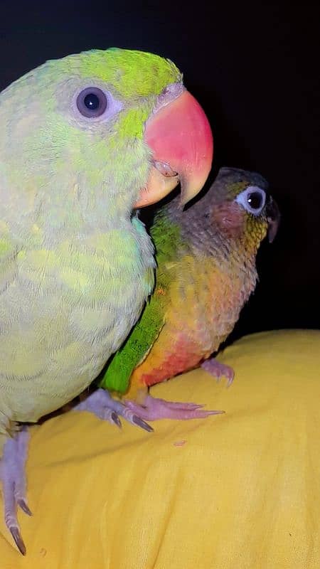 Green conure  Tame 5