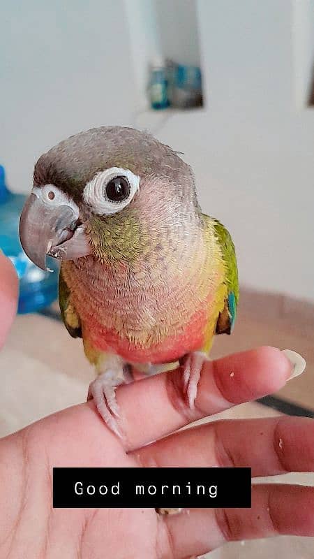 Green conure  Tame 6