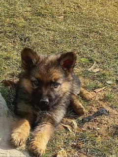 German Shepherd puppy| Long Coat puppies | Dog For Sale | GSD