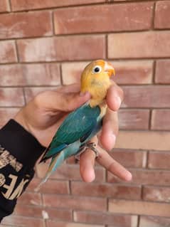 parblue Opaline//PF lovebird pathy for sale