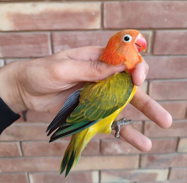 parblue Opaline//PF lovebird pathy for sale 1