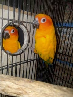 sunconure breeder pair DNA 03156376925