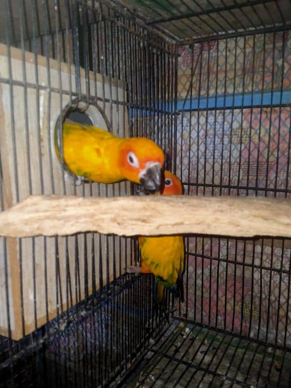 sunconure breeder pair DNA 03156376925 1