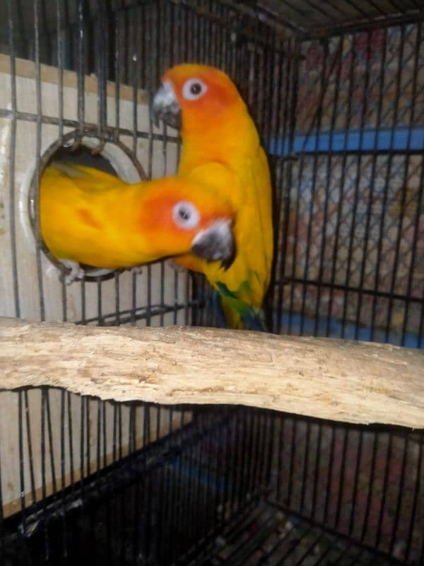 sunconure breeder pair DNA 03156376925 2