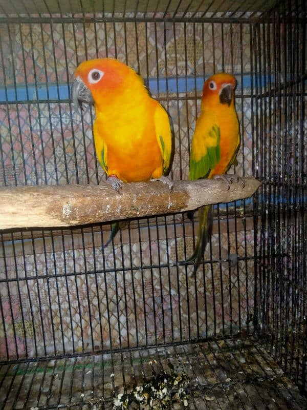 sunconure breeder pair DNA 03156376925 3