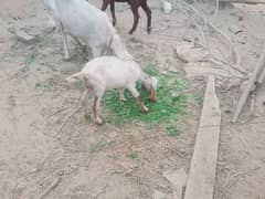 desi female goat baby age 2 month . pathy khati hy