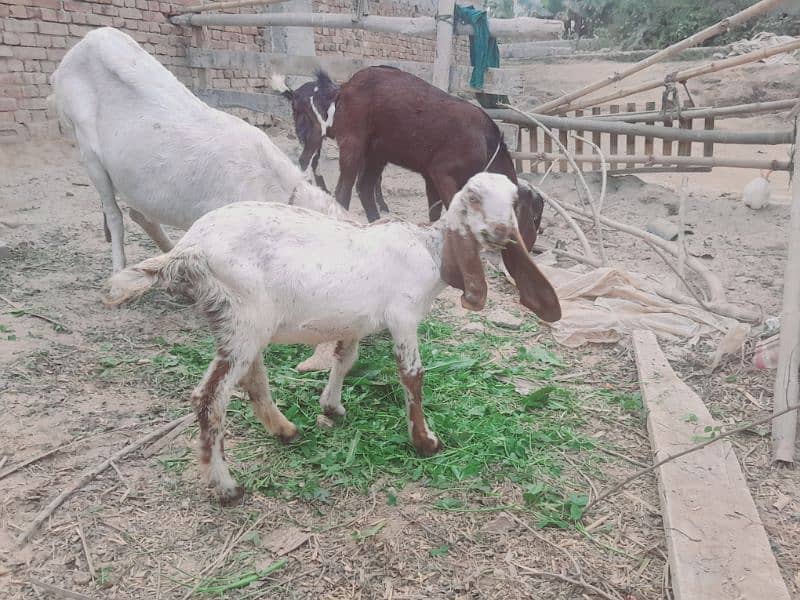 desi female goat baby age 2 month . pathy khati hy 1