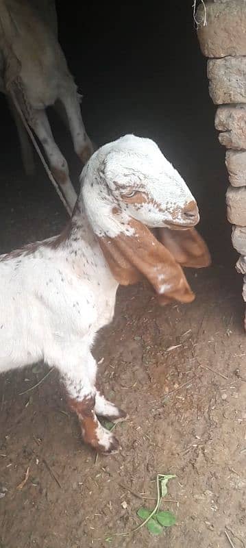 desi female goat baby age 2 month . pathy khati hy 2