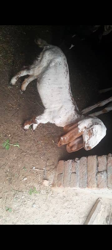 desi female goat baby age 2 month . pathy khati hy 3