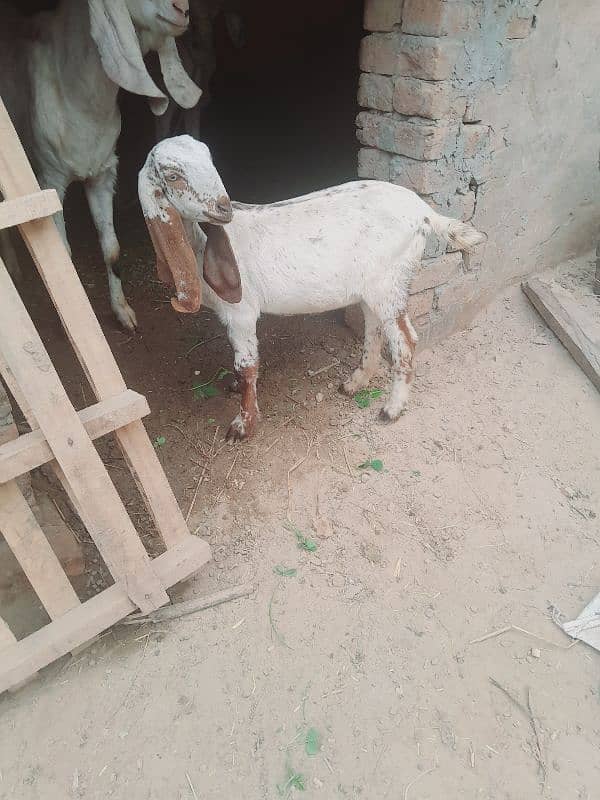 desi female goat baby age 2 month . pathy khati hy 4